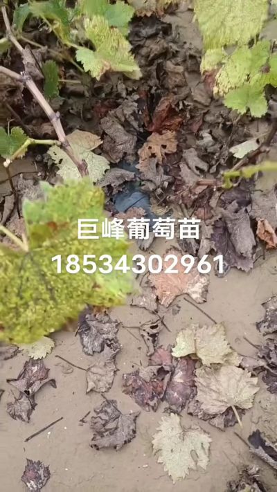 巨峰葡萄苗，一年扦插苗，苗圃基地直销！需要联系18534302961
