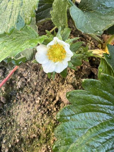 今年的碗苗上花快