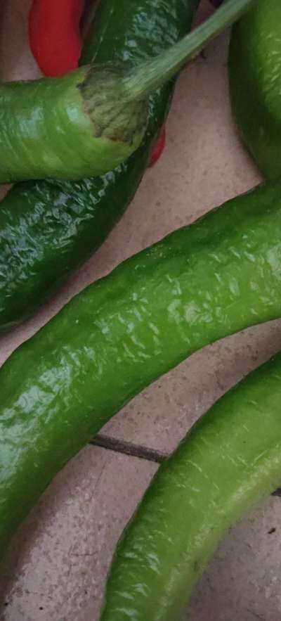 今年的辣椒又丰收了