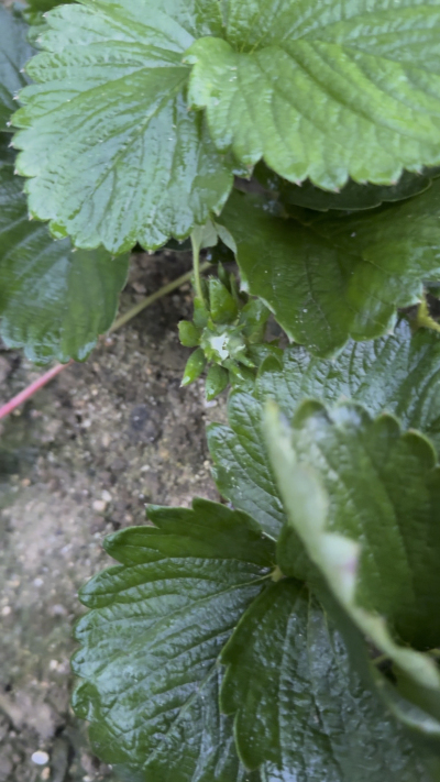 控不住就坏，控好了，比二冷冻快