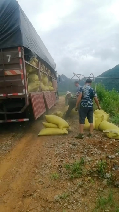 种植前先撒草木灰犁地，调节土壤，增加土壤肥力
#农业种植