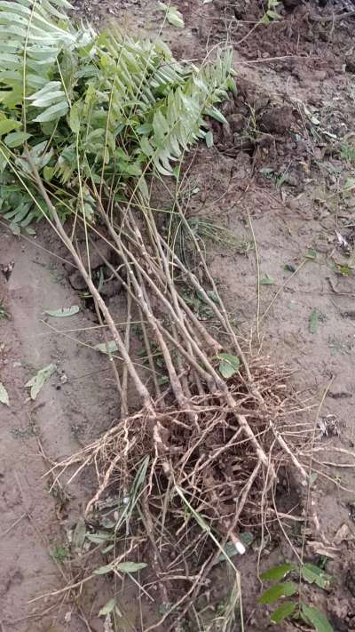 出售臭椿苗，巨峰葡萄苗。药用连翘苗，科研五号优质种苗，2/5年苗，药用连翘树，挂果树，全国包邮到家！财富密码18534302961