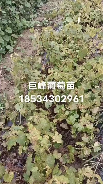 出售早熟巨峰葡萄苗。药用连翘苗，科研五号优质种苗，2/5年苗，药用连翘树，挂果树，全国包邮到家！财富密码18534302961