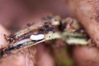 冬季甘薯采收后的田间管理&mdash;&mdash;清洁田园与土壤消毒