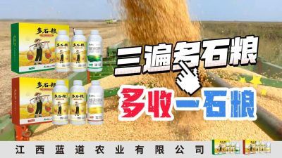 冬季种植，油菜，小麦，草莓等作物的，出现了除草剂药害，黄叶，僵苗，苗不长等问题，马上用多石粮，确保5天见到效果。