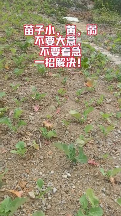 油菜苗子弱苗子小，就用多石粮，5天见效果。