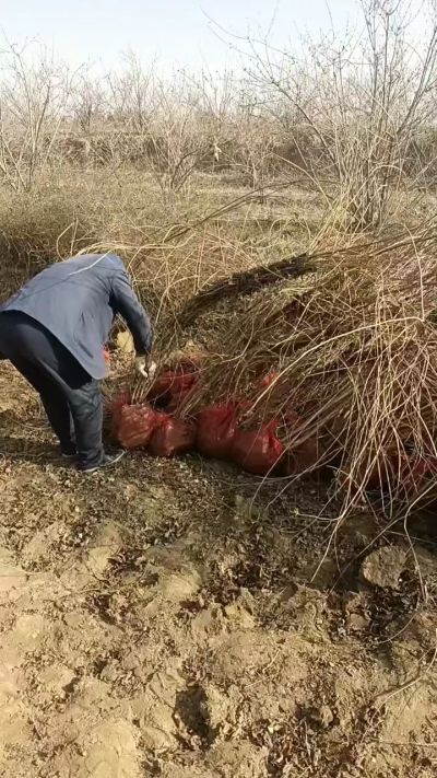 出售药用连翘苗，科研五号优质种苗，2/5年苗，药用连翘树，挂果树，全国包邮到家！财富密码18534302961出售药用连翘苗，科研五号优质种苗，2/5年苗，药用连翘树，挂果树，全国包邮到家！财富密码1
