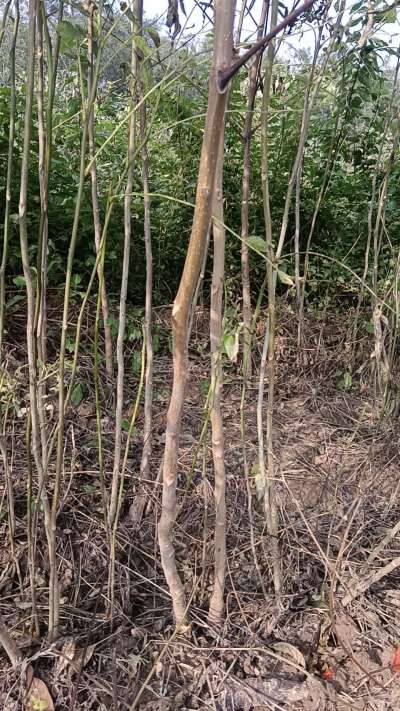 出售臭椿苗，巨峰葡萄苗。药用连翘苗，科研五号优质种苗，2/5年苗，药用连翘树，挂果树，全国包邮到家！财富密码18534302961