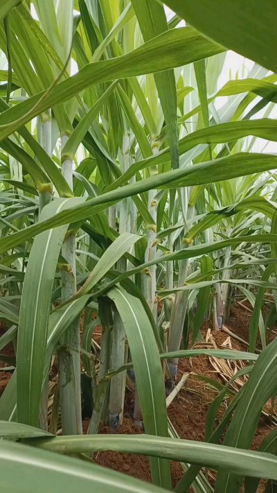 广西黑皮果蔗，从苗期到生长期全过程，高度，叶子长式
