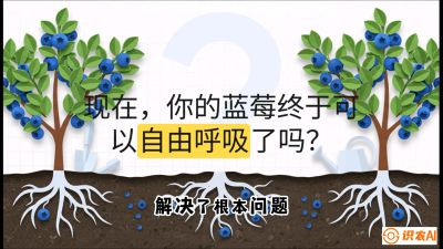 第3节：别把树&ldquo;憋死&rdquo;&mdash;&mdash;正确的定植与换盆手法,   课程：《蓝莓&ldquo;高产&rdquo;实战课：从选苗到丰收的10个关键点》