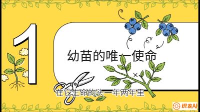 第6节：修剪决定产量（上）&mdash;&mdash;幼苗期与生长期修剪， 课程：《蓝莓&ldquo;高产&rdquo;实战课：从选苗到丰收的10个关键点》