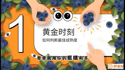 第10节：完美的&ldquo;果粉&rdquo;&mdash;&mdash;采摘时机与保鲜， 课程：《蓝莓&ldquo;高产&rdquo;实战课：从选苗到丰收的10个关键点》