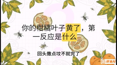 第一节：保命生死线&mdash;&mdash;黄龙病与木虱，课程：《柑橘十大病虫害：从入门到精通》