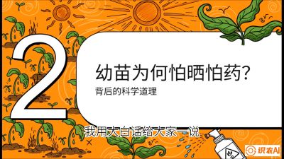 第02节：幼树管理&mdash;&mdash;&ldquo;防晒又防草，树势起得早&rdquo;，课程：《槟榔种植：从不懂到精通的10堂必修课》