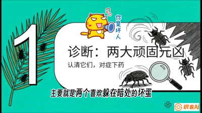 第06节：顽固虫害防治&mdash;&mdash;&ldquo;钻心虫与红蜘蛛，打准时间才服输&rdquo;《槟榔种植：从不懂到精通的10堂必修课》