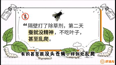 第05节：养蚕人的&ldquo;排雷战&rdquo;&mdash;&mdash;除草剂的生死禁忌，课程：《桑海淘金：桑树高产与蚕桑安全进阶实战课》