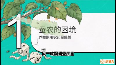 第06节：虫口夺叶（上）&mdash;&mdash;物理与生物防控绝技，课程《桑海淘金：桑树高产与蚕桑安全进阶实战课》