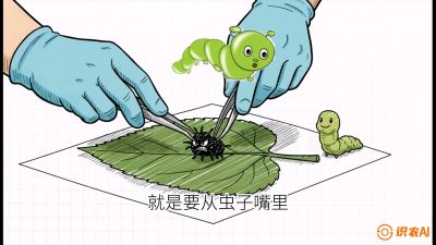 第07节：虫口夺叶（下）&mdash;&mdash;不得不打药时的&ldquo;解毒术&rdquo;，课程：《桑海淘金：桑树高产与蚕桑安全进阶实战课》