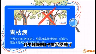 第08节：看不见的杀手&mdash;&mdash;青枯病与萎缩病，课程：《桑海淘金：桑树高产与蚕桑安全进阶实战课》