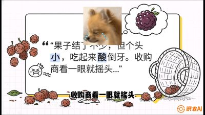 第10节：甜蜜的科学&mdash;&mdash;膨大、增甜与转色，课程：《桑海淘金：桑树高产与蚕桑安全进阶实战课》