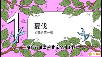 第11节：叶果双收&mdash;&mdash;特殊的夏伐与冬伐，课程：《桑海淘金：桑树高产与蚕桑安全进阶实战课》