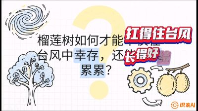 第四节：中国榴莲突围战：为生存重塑权型，抗台风矮化栽培与力学牵引，课程：《国产榴莲突围战：从泰国经验到中国实操的8堂必修课（高阶实战版）》