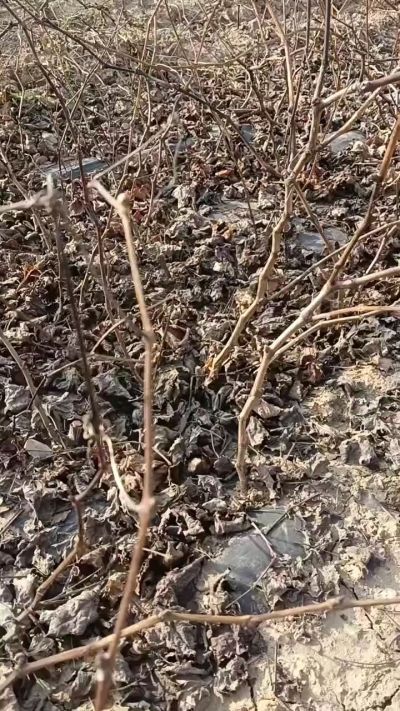 出售，巨峰葡萄苗。药用连翘苗，科研五号优质种苗，2/5年苗，药用连翘树，挂果树，全国包邮到家！财富密码18534302961