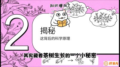 第04节（修剪篇）：树势复活术：从&ldquo;越剪越弱&rdquo;到&ldquo;枝繁叶茂&rdquo;的能量管理与夏秋茶逆袭，课程：《茶金时代：从&ldquo;看天吃饭&rdquo;到&ldquo;精准控局&rdquo;的茶叶高产提质实战课》