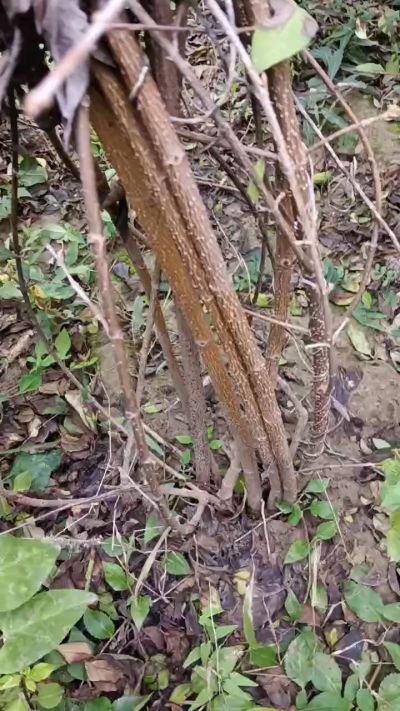 出售药用连翘苗，科研五号优质种苗，2/5年苗，药用连翘树，挂果树，全国包邮到家！财富密码18534302961出售药用连翘苗，科研五号优质种苗，2/5年苗，药用连翘树，挂果树，全国包邮到家！财富密码1