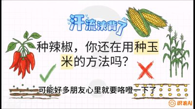 第1节：【品种定江山】工业辣椒vs小米辣：底肥公式与密度陷阱的&ldquo;百万生意经&rdquo;，课程：《辣椒种植实战特训营，从工业辣椒到精品小米辣，教你如何把&ldquo;草&rdquo;种成&ldquo;金&rdquo;》