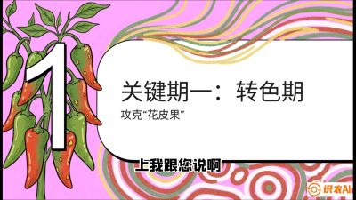 第8节：【小米辣线椒专场】颜值即正义！防花皮、防炭疽，打造收购商抢着要的&ldquo;精品果&rdquo;，课程：《辣椒种植实战特训营，从工业辣椒到精品小米辣，教你如何把&ldquo;草&rdquo;种成&ldquo;金&rdquo;》