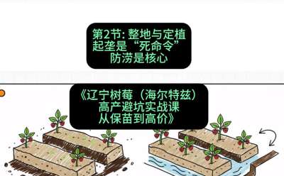 第二节： 整地与定植&mdash;&mdash;起垄是&ldquo;死命令&rdquo;，防涝是核心，课程：《辽宁树莓（海尔特兹）高产避坑实战课：从保苗到高价》