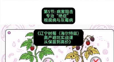 第五节： 病害阻击&mdash;&mdash;专治&ldquo;绝症&rdquo;根腐病与灰霉病，课程：《辽宁树莓（海尔特兹）高产避坑实战课：从保苗到高价》