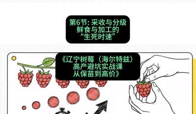 第六节： 采收与分级&mdash;&mdash;鲜食与加工的&ldquo;生死时速&rdquo;，课程：《辽宁树莓（海尔特兹）高产避坑实战课：从保苗到高价》