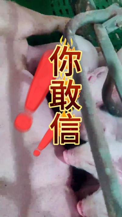 小猪抢不到奶，干瘦不长肉？成活率总上不去？😭
自从用上南商农科这款仔猪补奶机，再也没这烦恼！
✅ 一键设置下料参数，新手也能上手
✅ 恒温补奶，小猪抢着喝，长势超均匀
从车间精工组装到猪场落地使用，每