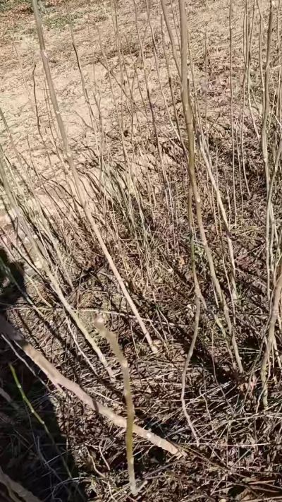 出售臭椿苗，巨峰葡萄苗。药用连翘苗，科研五号优质种苗，2/5年苗，药用连翘树，挂果树，全国包邮到家！财富密码18534302961