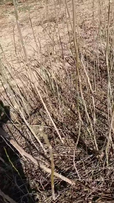 出售臭椿苗，巨峰葡萄苗。药用连翘苗，科研五号优质种苗，2/5年苗，药用连翘树，挂果树，全国包邮到家！财富密码18534302961