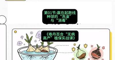 第01节：赢在起跑线&mdash;&mdash;种球的&ldquo;洗澡&rdquo;与&ldquo;消毒&rdquo;，课程：《卷丹百合&ldquo;无病高产&rdquo;植保实战课》#识农AI