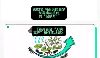 第03节：阴雨天的噩梦&mdash;&mdash;灰霉病与疫病的&ldquo;保护伞&rdquo;，课程：《卷丹百合&ldquo;无病高产&rdquo;植保实战课》#识农AI