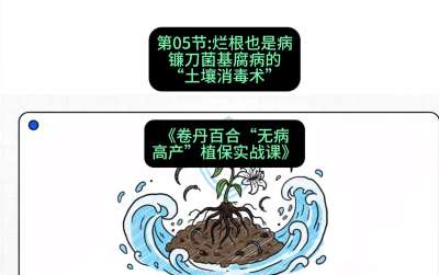 第05节：烂根也是病&mdash;&mdash;镰刀菌基腐病的&ldquo;土壤消毒术&rdquo; ，课程：《卷丹百合&ldquo;无病高产&rdquo;植保实战课》#识农AI