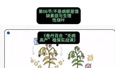 第06节：不是病那是饿&mdash;&mdash;缺素症与生理性烧叶 ，课程：《卷丹百合&ldquo;无病高产&rdquo;植保实战课》#识农AI