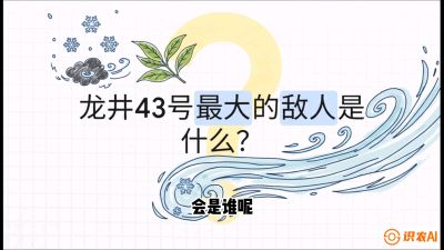 第04节：龙井双璧&mdash;&mdash;龙井43与群体种的差异化护养（重点），课程：《茗茶卫士&mdash;&mdash;茶叶病虫害绿色防控实战课》#识农AI
