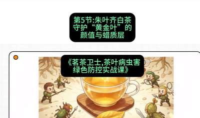 第05节：朱叶齐白茶&mdash;&mdash;守护&ldquo;黄金叶&rdquo;的颜值与蜡质层（重点），课程：《茗茶卫士&mdash;&mdash;茶叶病虫害绿色防控实战课》#识农AI