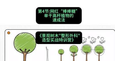 第04节：网红&ldquo;棒棒糖&rdquo;&mdash;&mdash;单干高杆植物的速成法，课程：《景观树木&ldquo;整形外科&rdquo;造型实战特训营》#识农AI