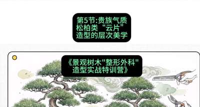 第05节：贵族气质&mdash;&mdash;松柏类&ldquo;云片&rdquo;造型的层次美学，课程：《景观树木&ldquo;整形外科&rdquo;造型实战特训营》#识农AI