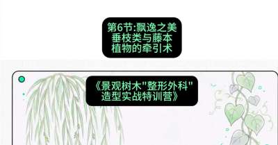 第06节：飘逸之美&mdash;&mdash;垂枝类与藤本植物的牵引术，课程：《景观树木&ldquo;整形外科&rdquo;造型实战特训营》#识农AI