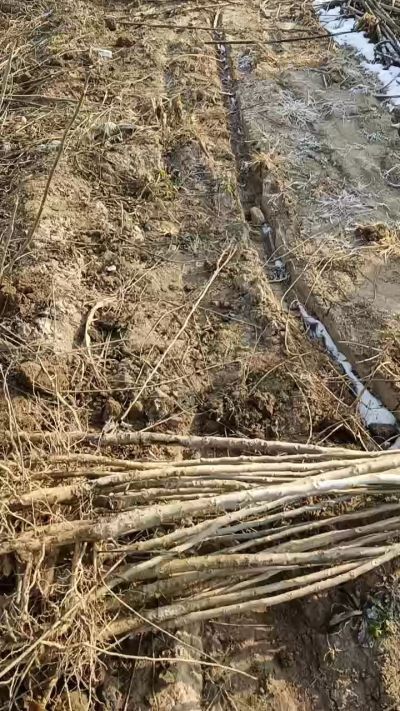 出售臭椿苗，巨峰葡萄苗。药用连翘苗，科研五号优质种苗，2/5年苗，药用连翘树，挂果树，全国包邮到家！财富密码18534302961