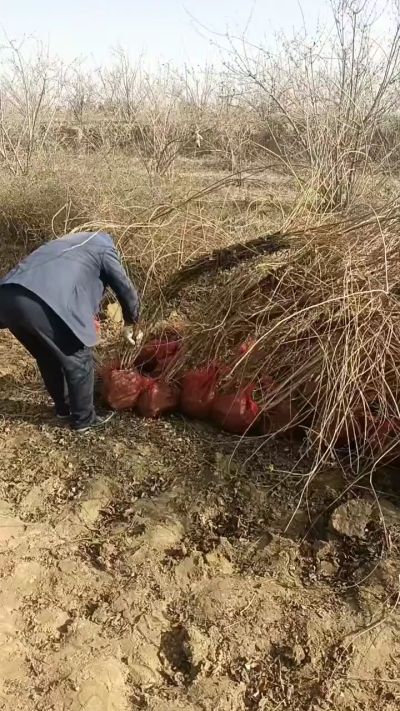 出售药用连翘苗，科研五号优质种苗，2/5年苗，药用连翘树，挂果树，全国包邮到家！财富密码18534302961出售药用连翘苗，科研五号优质种苗，2/5年苗，药用连翘树，挂果树，全国包邮到家！财富密码1
