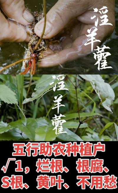 177，1907，0725，V 同号
1  老乡们！种淫羊藿不用乱买肥，咱这款专用肥，针对淫羊藿习性配的，壮苗防烂根，采收多卖钱，用过都回头！
2  咱种淫羊藿图的就是省心高产！专用肥薄肥勤施，苗不烧