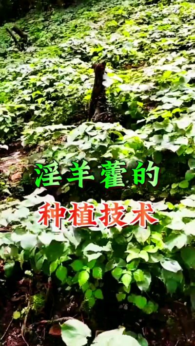 揭秘&ldquo;仙草&rdquo;淫羊藿的种植密码！耐严寒耐贫瘠，林下套种不占耕地，管理简单还能套种其他作物，一亩地的投入两亩地的收益～ 想返乡创业的赶紧码住！ #淫羊藿种植技术 #返乡创业项目 #药材种植指南 #农业新风